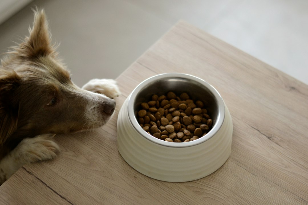 Dog with a food bowl
