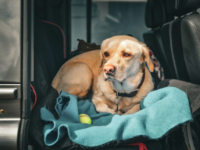 Dog prepared for travel
