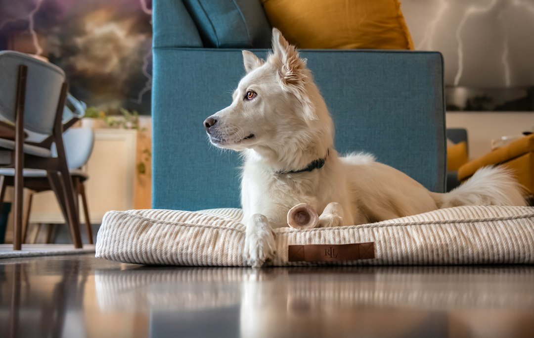 Dog resting comfortably indoors