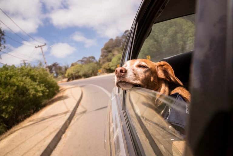 Dog travelling by car