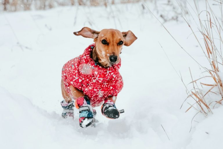 Small dog outdoors in snowy weather
