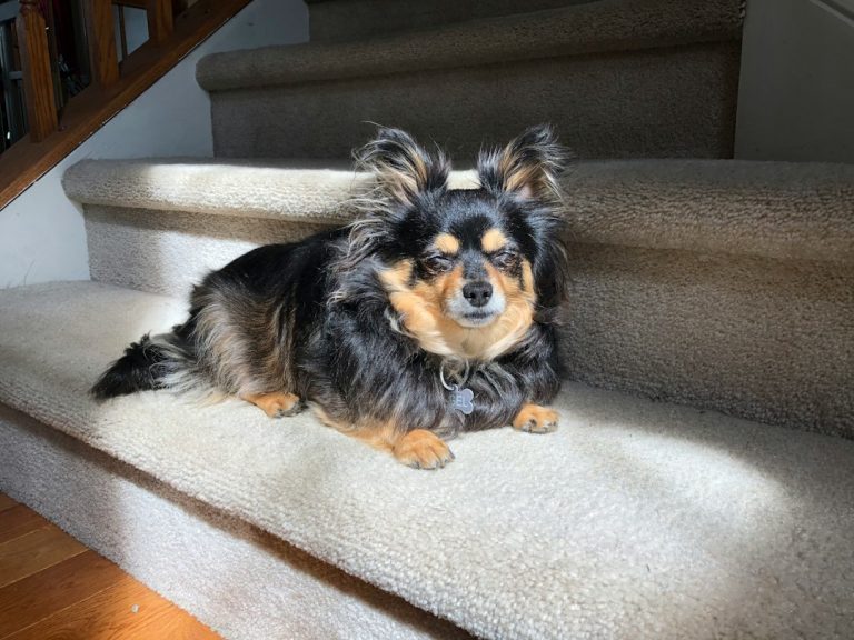 Small dog resting at home