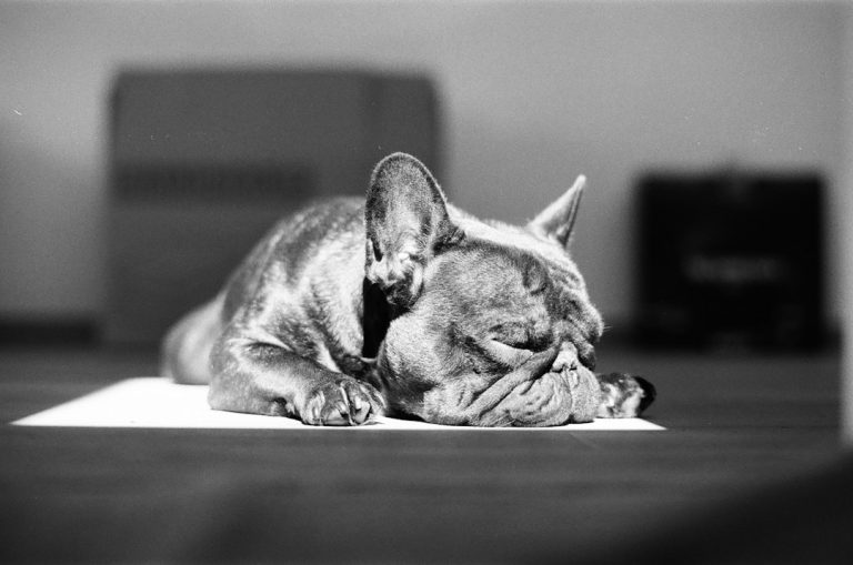 Small dog resting in a cozy home