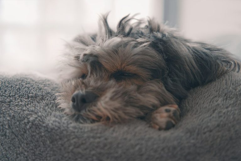 Small dog resting on a soft blanket