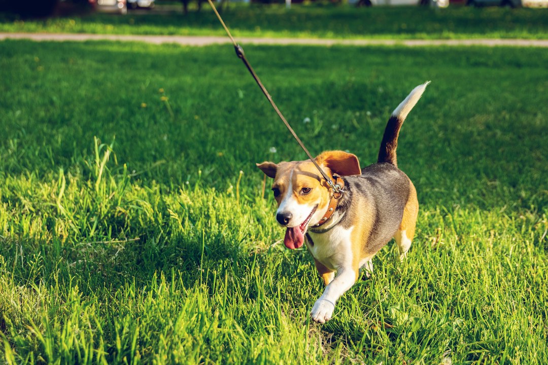 Small dog walking on grass
