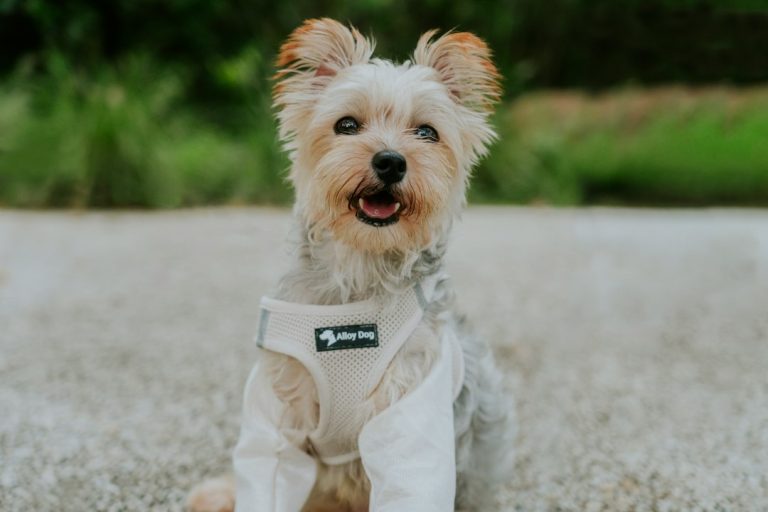 Small dog wearing a harness outdoors