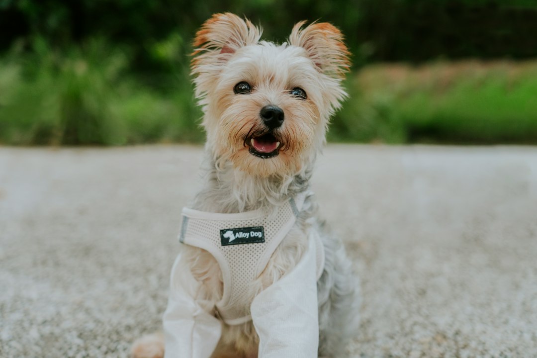 Small dog wearing a harness outdoors